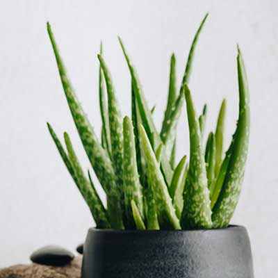 aloe vera